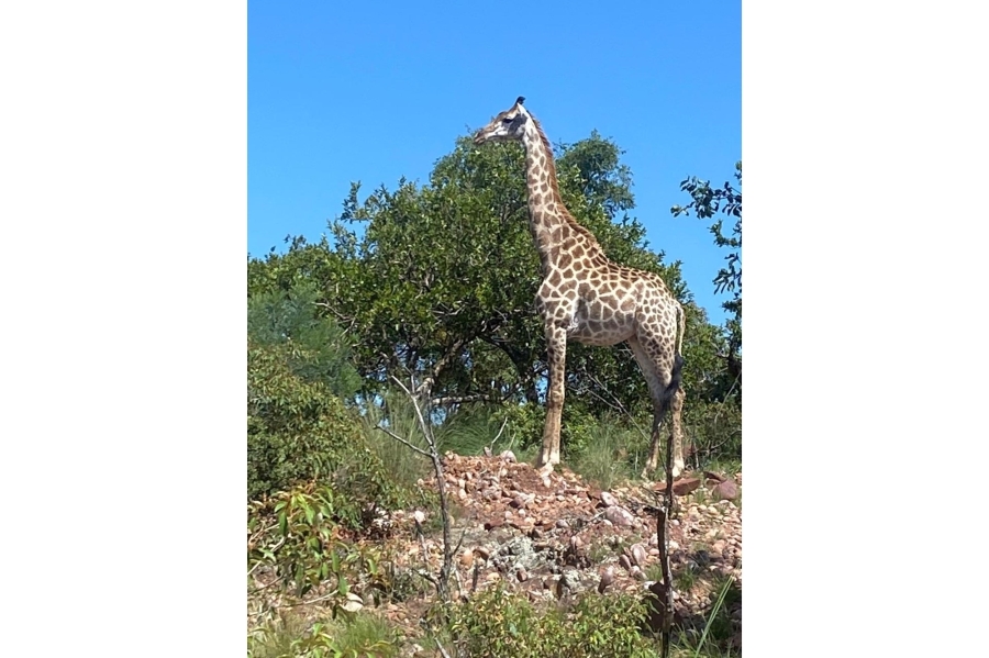 3 Bedroom Property for Sale in Marulani Private Nature Reserve Limpopo