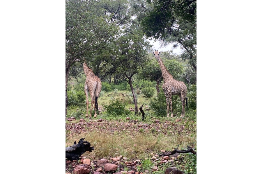 3 Bedroom Property for Sale in Marulani Private Nature Reserve Limpopo