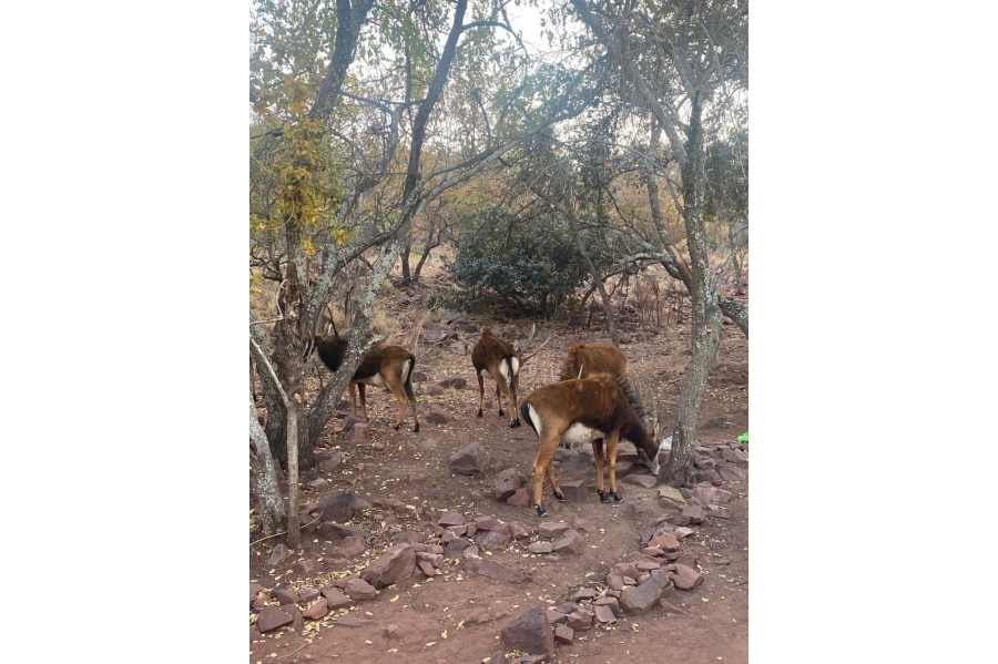 3 Bedroom Property for Sale in Marulani Private Nature Reserve Limpopo