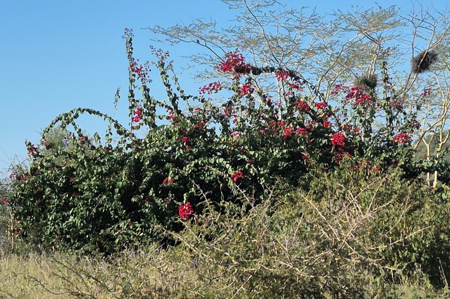 0 Bedroom Property for Sale in Elephant Rock Eco Estate Limpopo