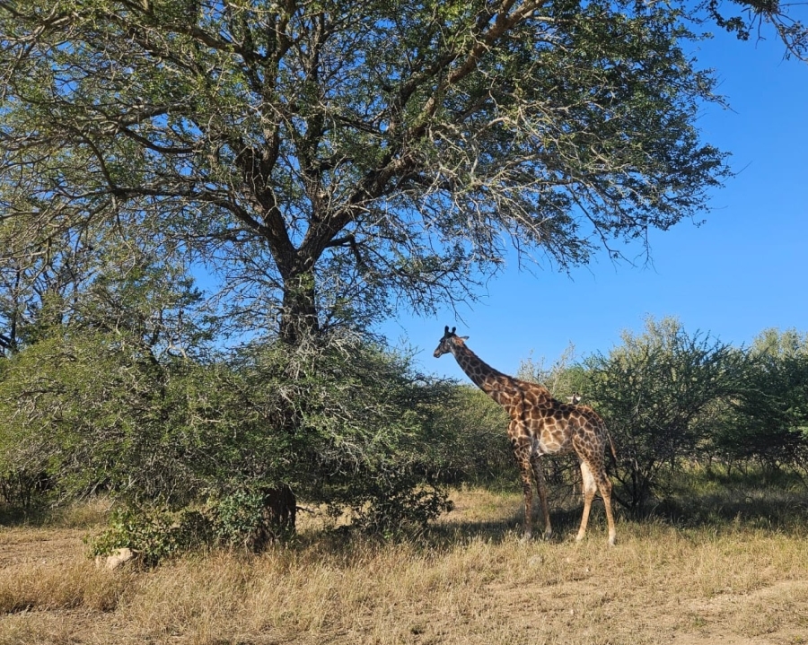 To Let 3 Bedroom Property for Rent in Moditlo Wildlife Estate Limpopo