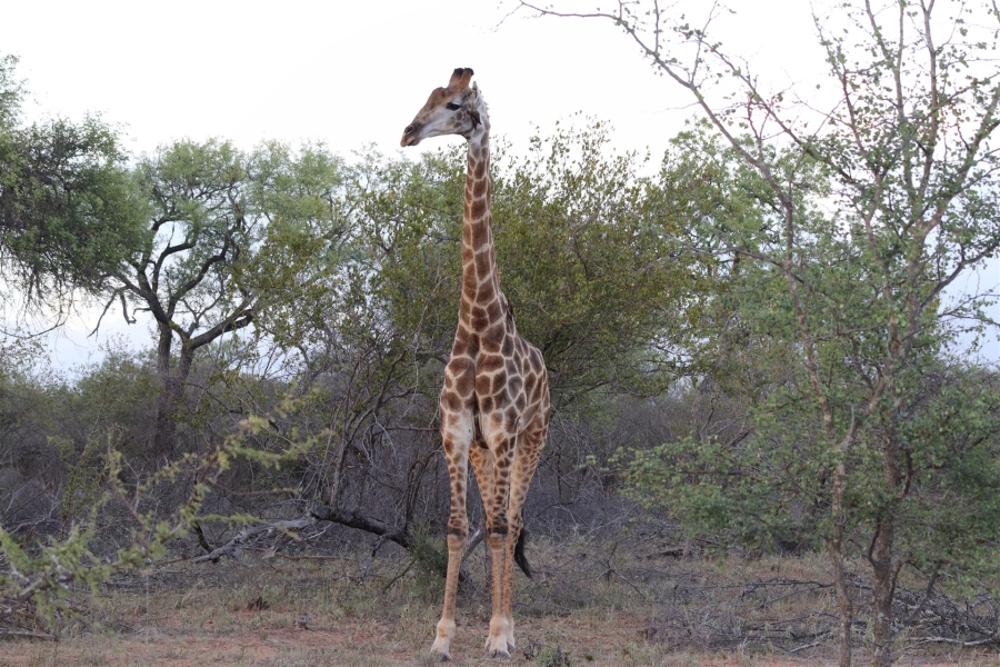 Commercial Property for Sale in Hoedspruit Wildlife Estate Limpopo