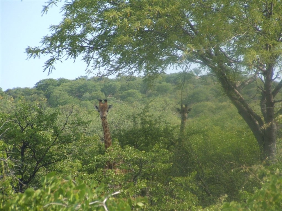 Commercial Property for Sale in Musina Limpopo