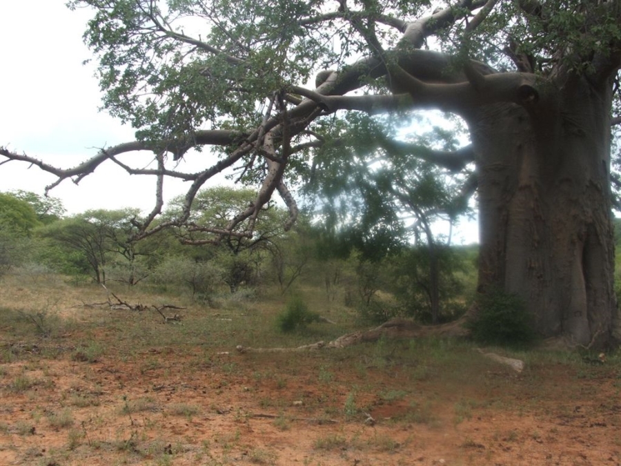 Commercial Property for Sale in Musina Limpopo