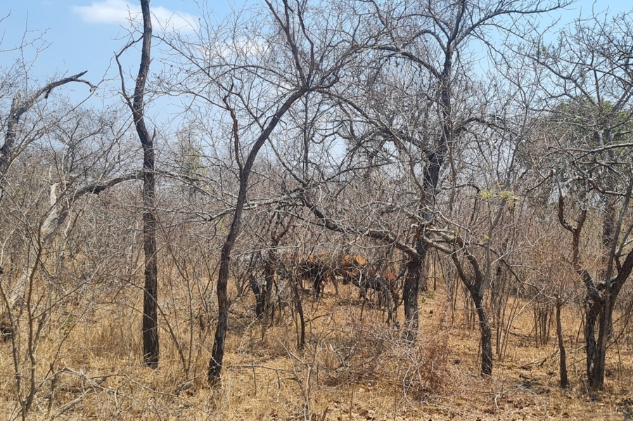 2 Bedroom Property for Sale in Modjadjiskloof Limpopo