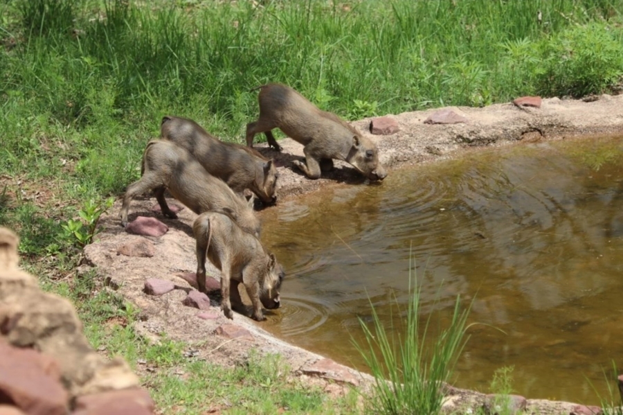 4 Bedroom Property for Sale in Bela Bela Limpopo