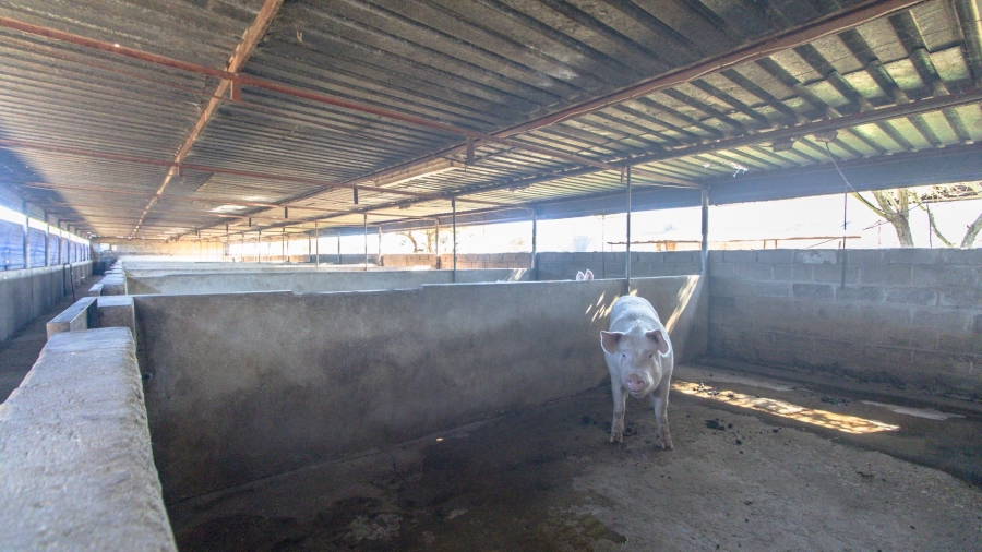 Commercial Property for Sale in Polokwane Rural Limpopo