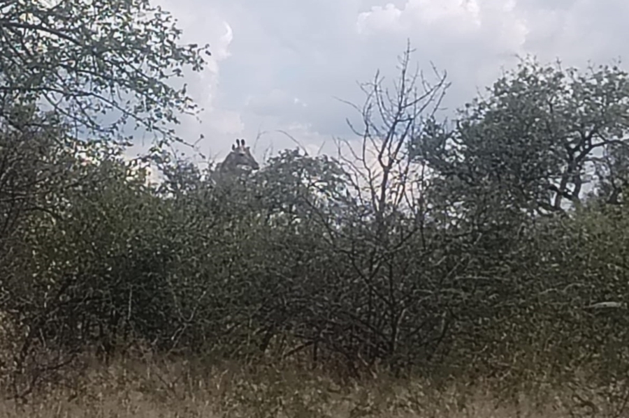 0 Bedroom Property for Sale in Tom Burke Limpopo