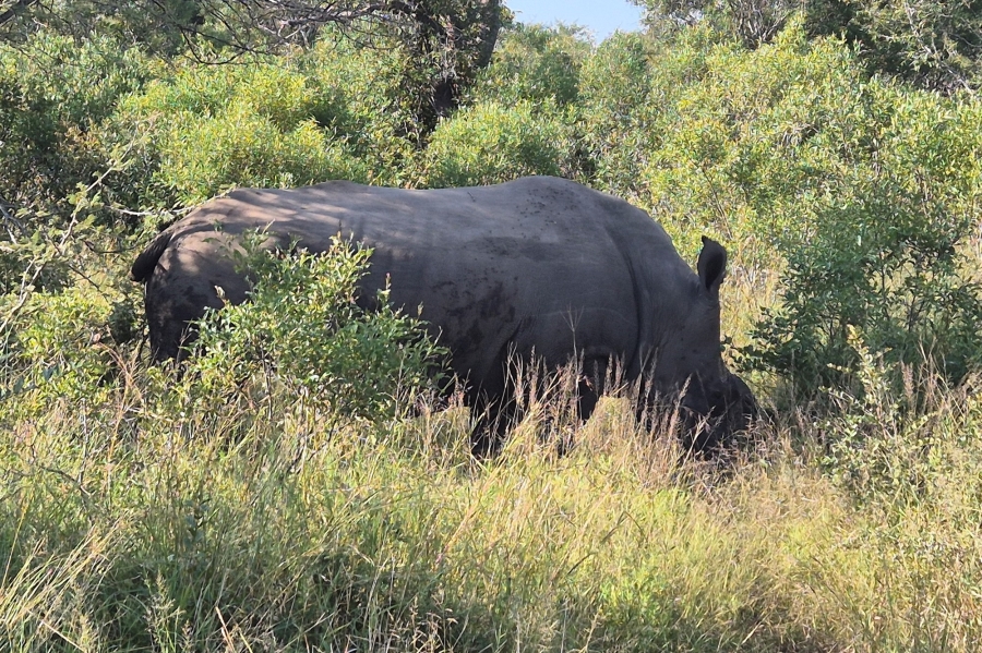 0 Bedroom Property for Sale in Moditlo Wildlife Estate Limpopo