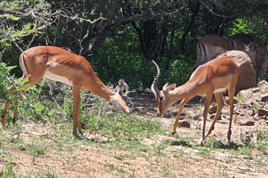 0 Bedroom Property for Sale in Moditlo Wildlife Estate Limpopo