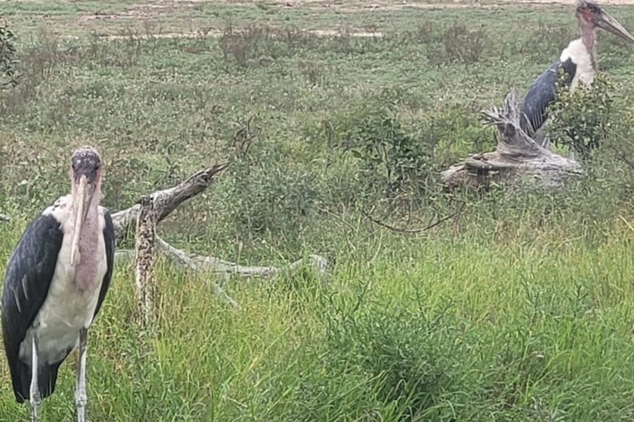 0 Bedroom Property for Sale in Moditlo Wildlife Estate Limpopo