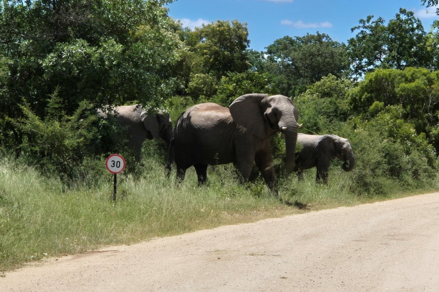 0 Bedroom Property for Sale in Moditlo Wildlife Estate Limpopo