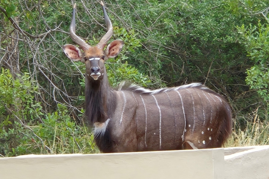 0 Bedroom Property for Sale in Moditlo Wildlife Estate Limpopo