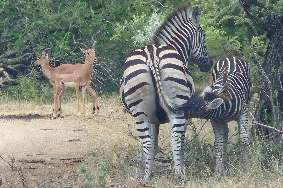 0 Bedroom Property for Sale in Moditlo Wildlife Estate Limpopo