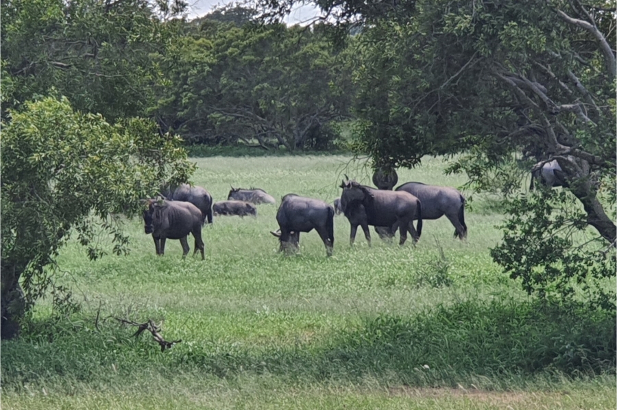 0 Bedroom Property for Sale in Moditlo Wildlife Estate Limpopo