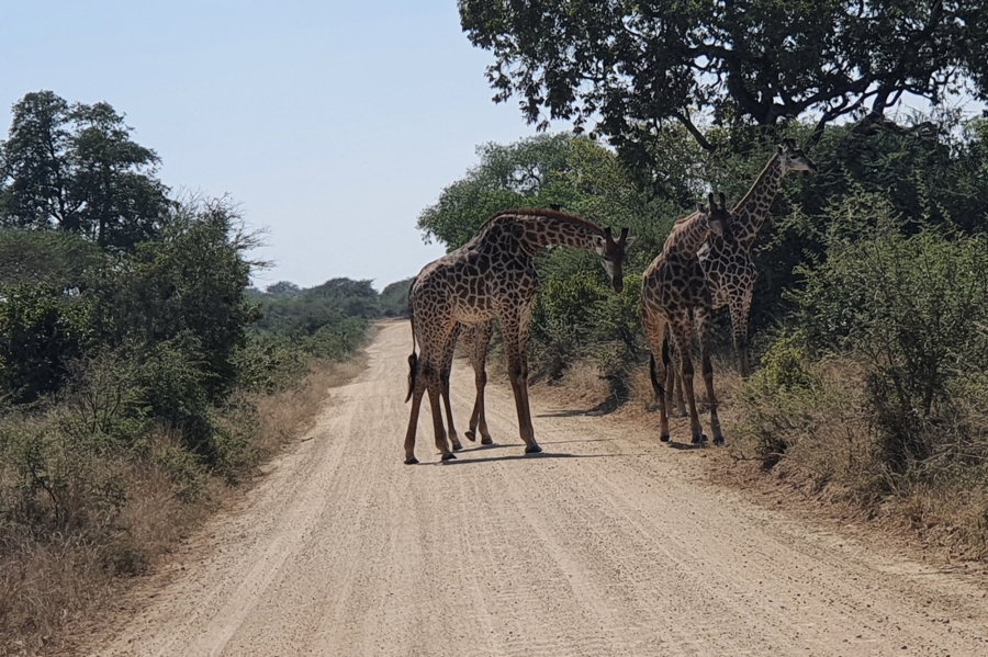 0 Bedroom Property for Sale in Moditlo Wildlife Estate Limpopo