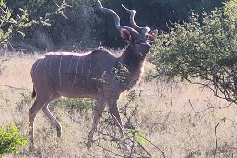 0 Bedroom Property for Sale in Moditlo Wildlife Estate Limpopo