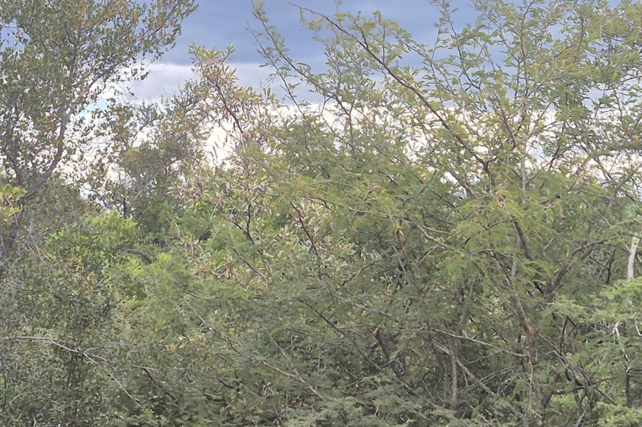 0 Bedroom Property for Sale in Moditlo Wildlife Estate Limpopo