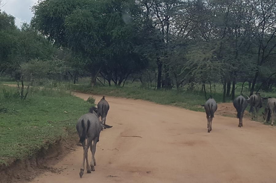 0 Bedroom Property for Sale in Leeupoort Limpopo