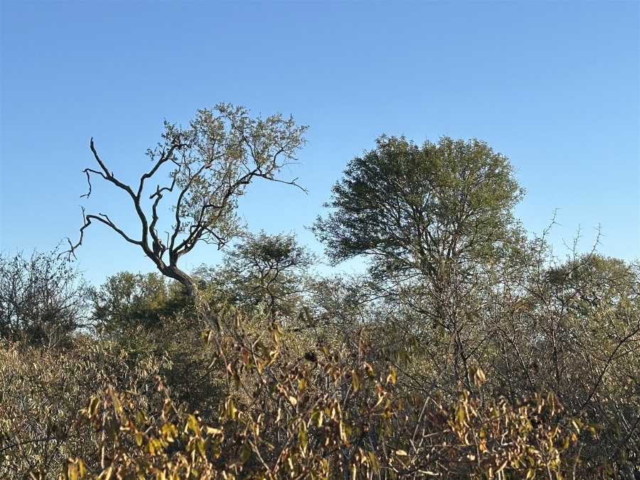 0 Bedroom Property for Sale in Raptors View Wildlife Estate Limpopo
