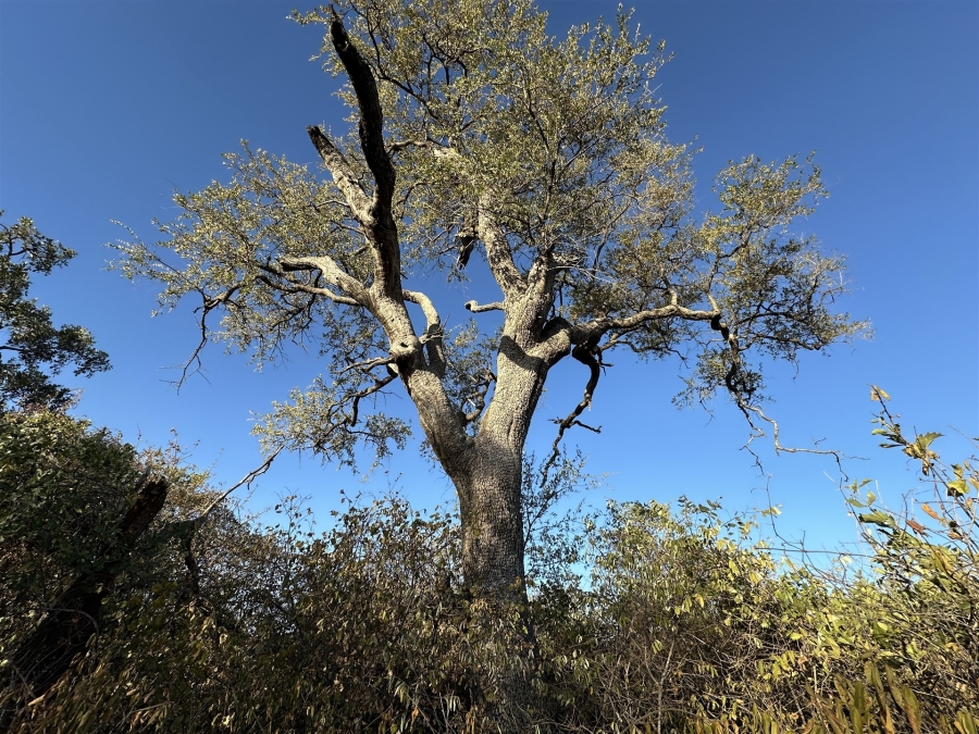 0 Bedroom Property for Sale in Raptors View Wildlife Estate Limpopo