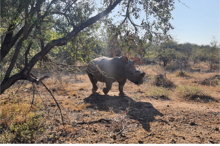 3 Bedroom Property for Sale in Moditlo Wildlife Estate Limpopo