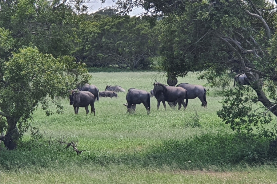 3 Bedroom Property for Sale in Moditlo Wildlife Estate Limpopo