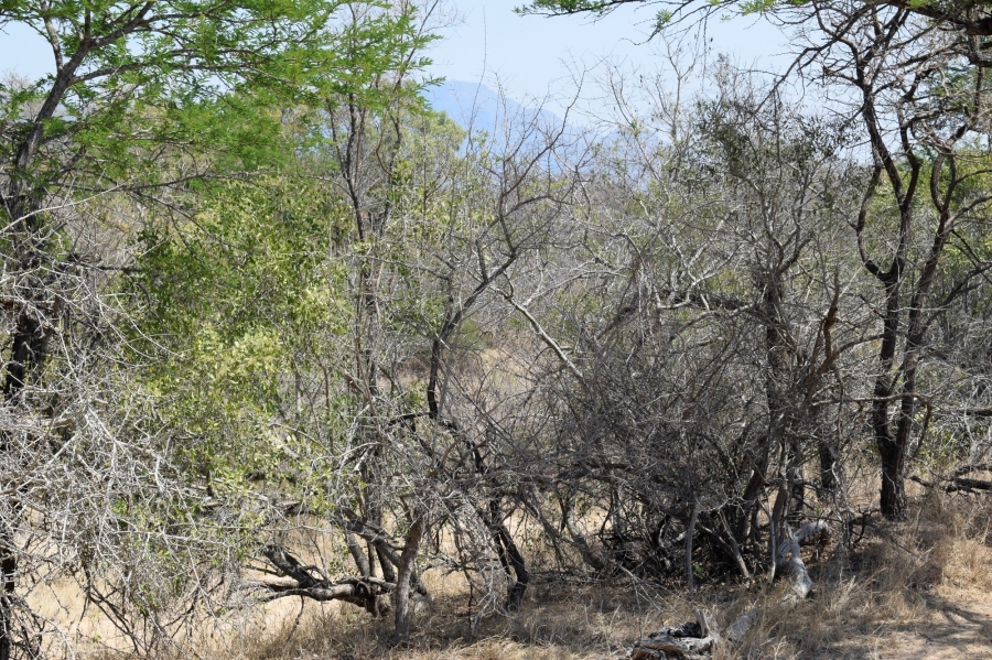 3 Bedroom Property for Sale in Moditlo Wildlife Estate Limpopo
