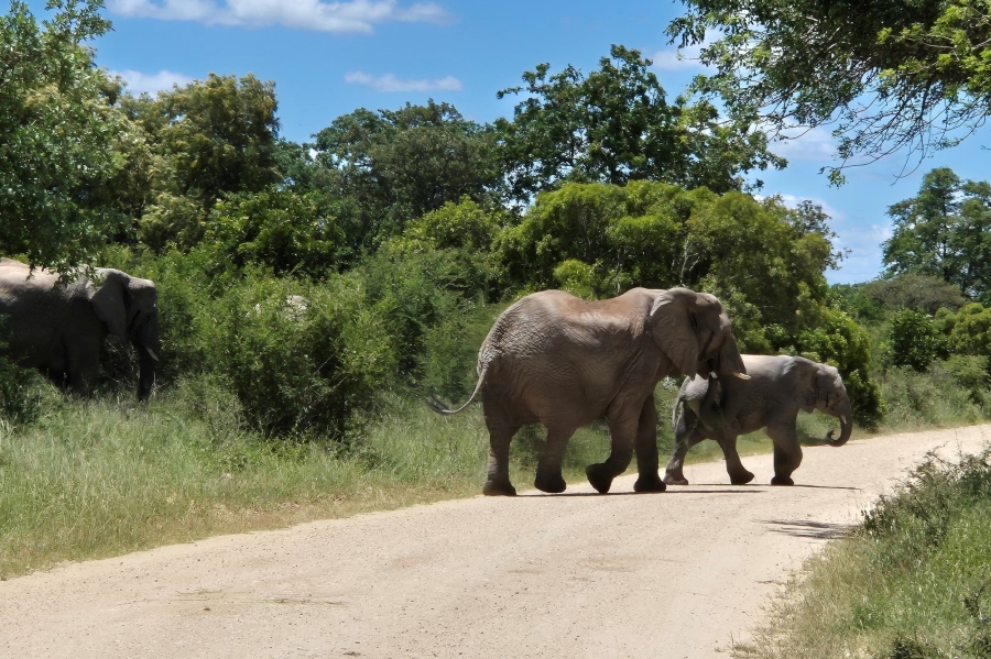 3 Bedroom Property for Sale in Moditlo Wildlife Estate Limpopo