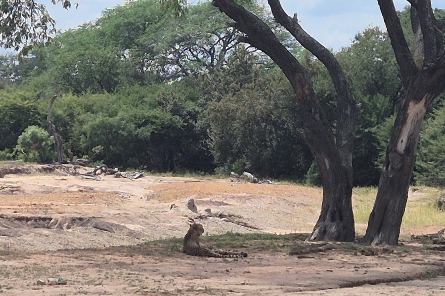 3 Bedroom Property for Sale in Moditlo Wildlife Estate Limpopo