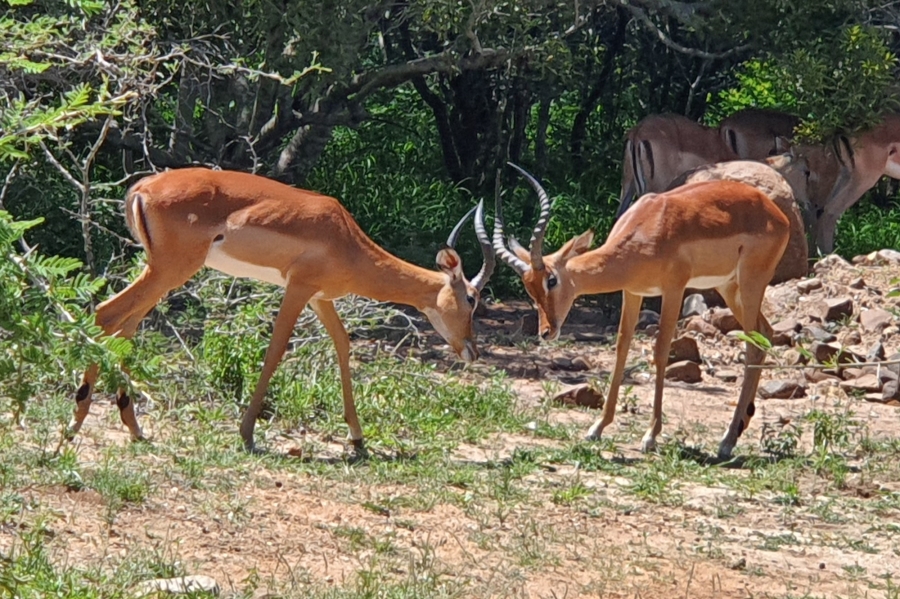 3 Bedroom Property for Sale in Moditlo Wildlife Estate Limpopo
