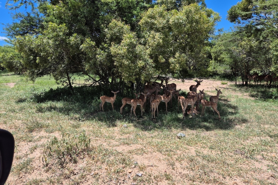 3 Bedroom Property for Sale in Moditlo Wildlife Estate Limpopo