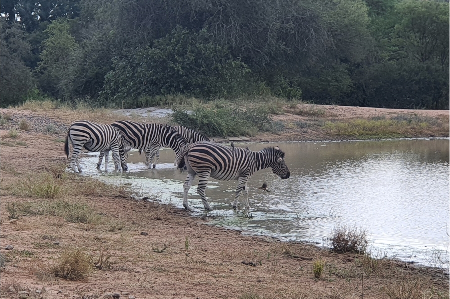 3 Bedroom Property for Sale in Moditlo Wildlife Estate Limpopo