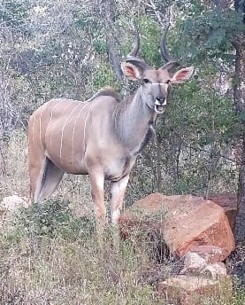 0 Bedroom Property for Sale in Modimolle Limpopo