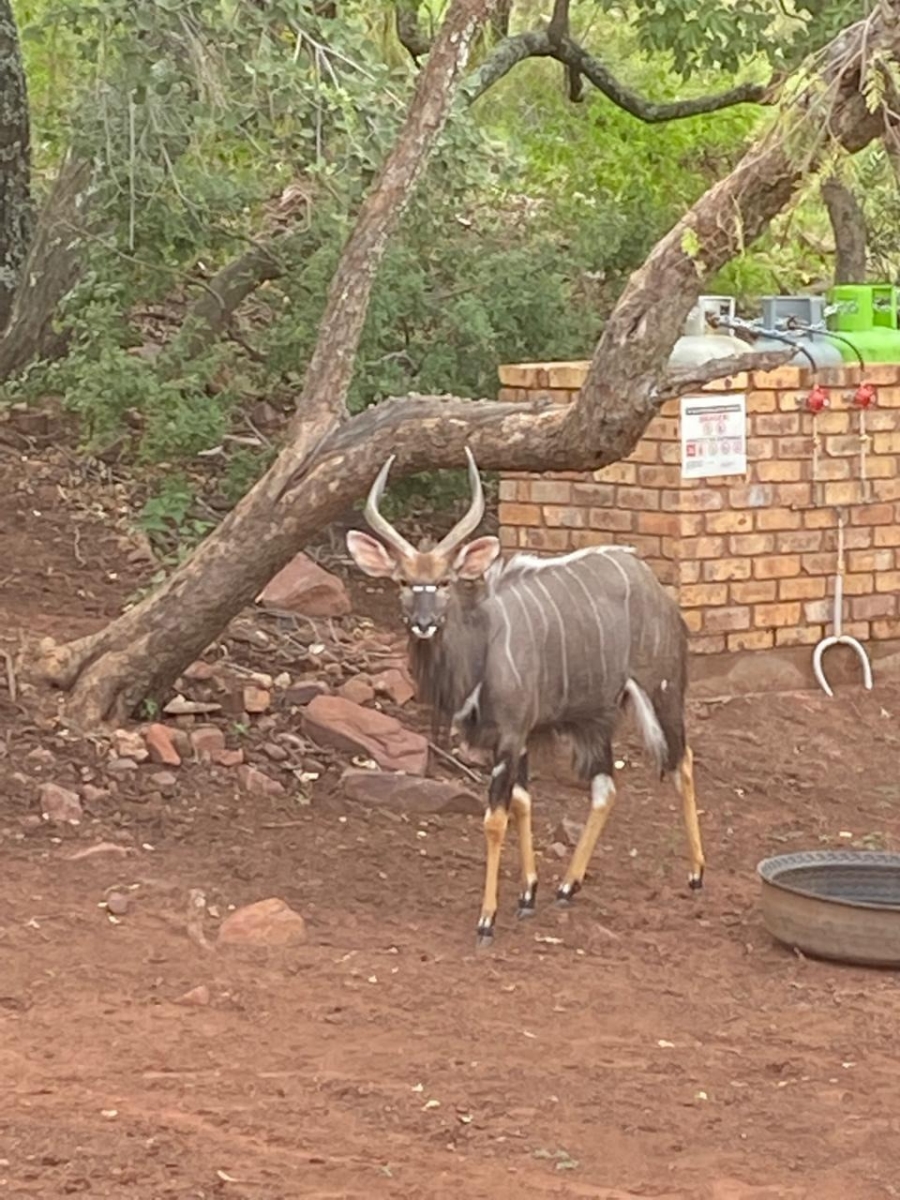 3 Bedroom Property for Sale in Bela Bela Limpopo