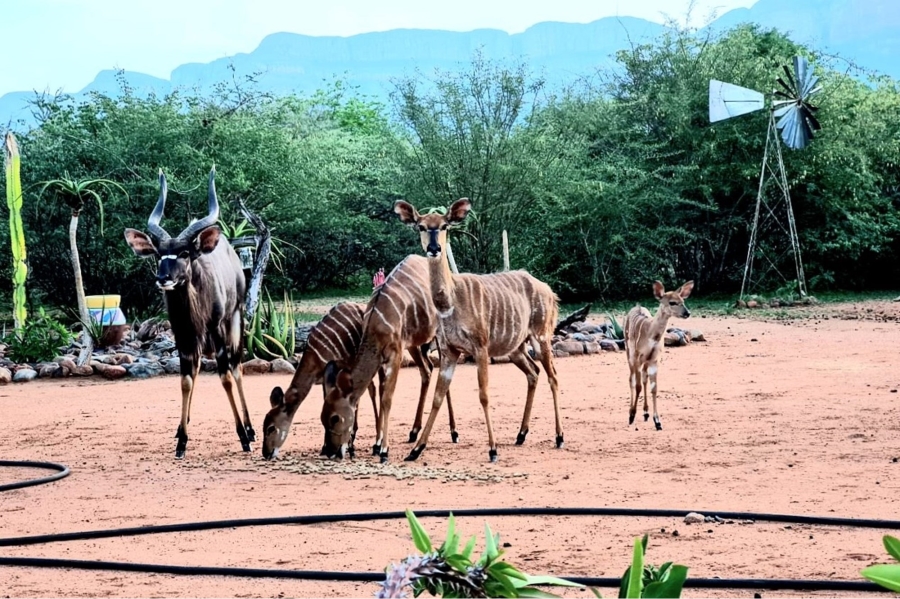 4 Bedroom Property for Sale in Blyde Wildlife Estate Limpopo