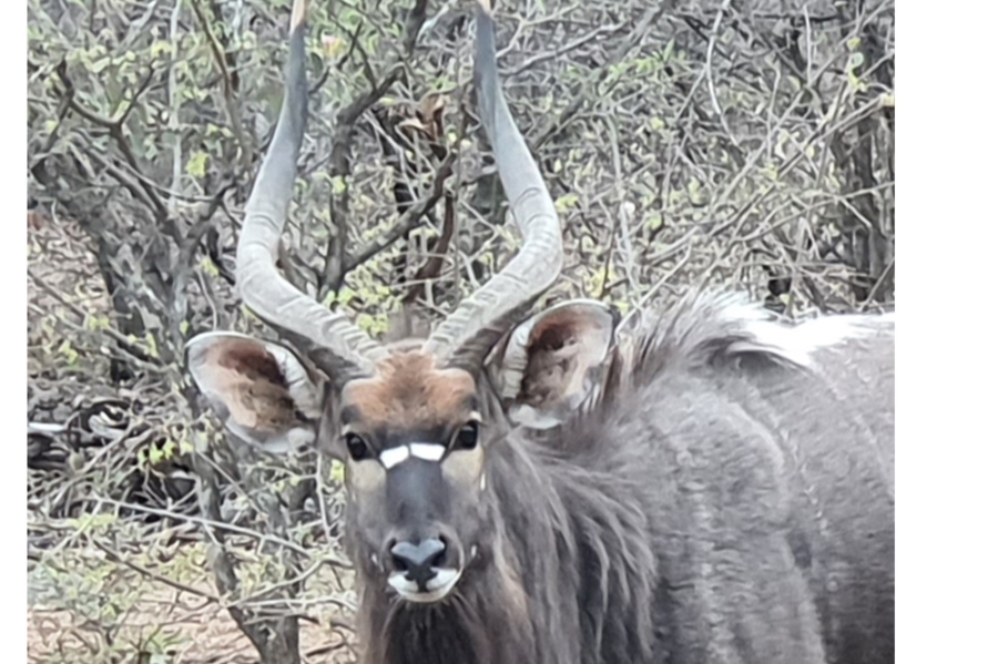 4 Bedroom Property for Sale in Blyde Wildlife Estate Limpopo