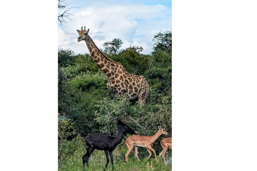 4 Bedroom Property for Sale in Blyde Wildlife Estate Limpopo