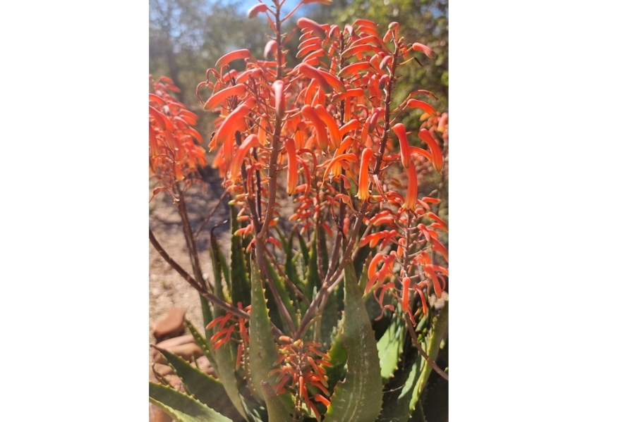 4 Bedroom Property for Sale in Blyde Wildlife Estate Limpopo