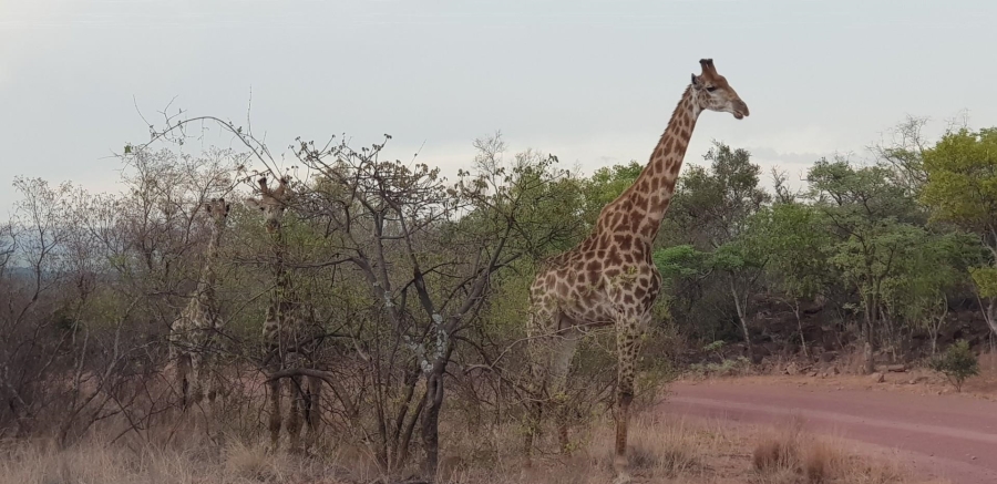 0 Bedroom Property for Sale in Bela Bela Limpopo