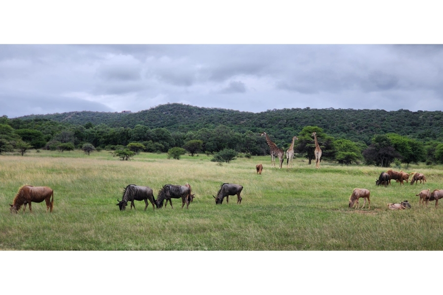 8 Bedroom Property for Sale in Intaba Indle Wilderness Estate Limpopo