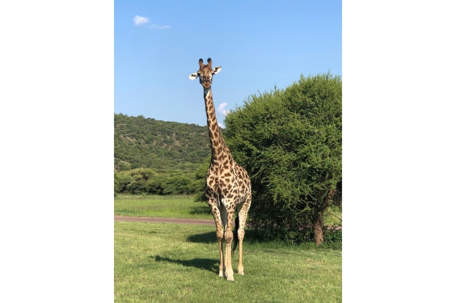 8 Bedroom Property for Sale in Intaba Indle Wilderness Estate Limpopo