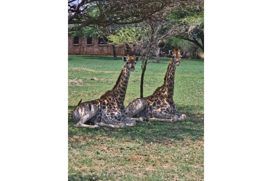 8 Bedroom Property for Sale in Intaba Indle Wilderness Estate Limpopo