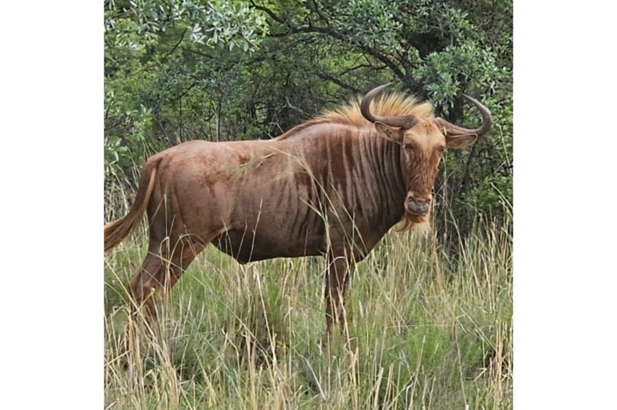 8 Bedroom Property for Sale in Intaba Indle Wilderness Estate Limpopo