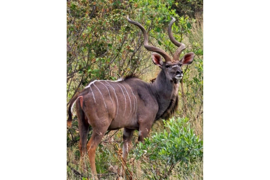 8 Bedroom Property for Sale in Intaba Indle Wilderness Estate Limpopo