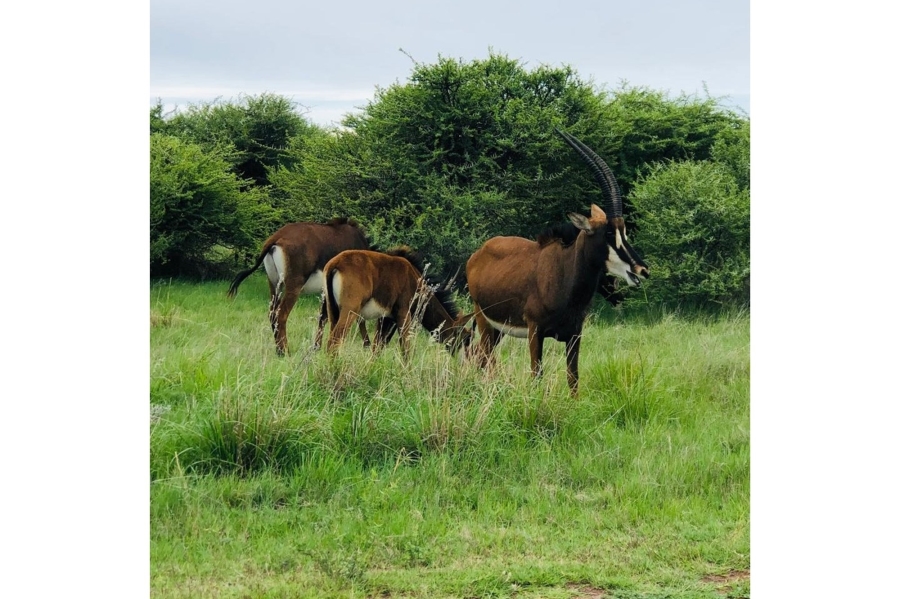 8 Bedroom Property for Sale in Intaba Indle Wilderness Estate Limpopo