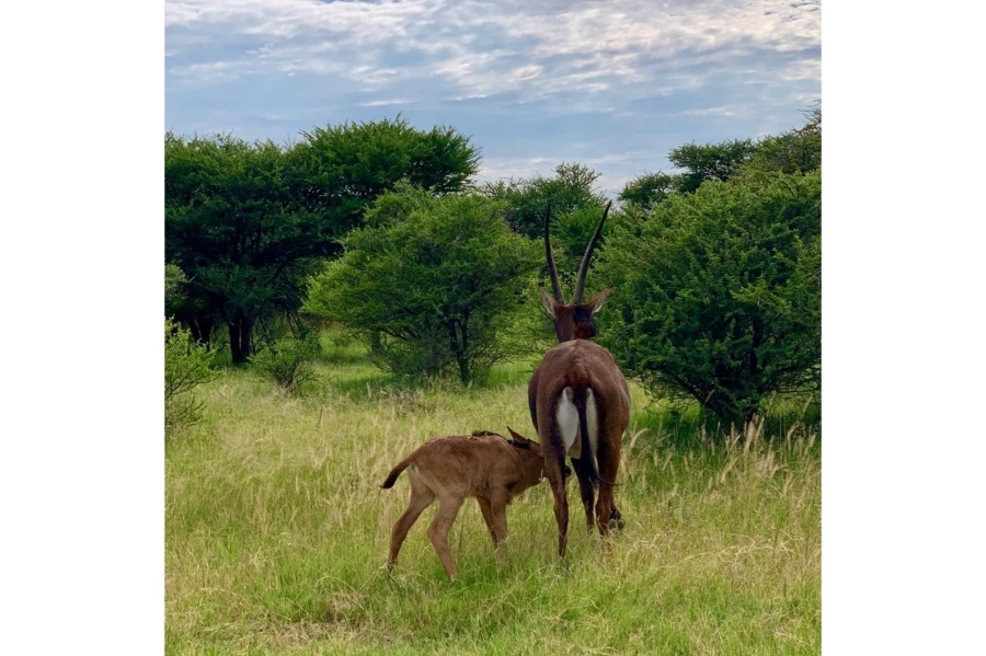 8 Bedroom Property for Sale in Intaba Indle Wilderness Estate Limpopo