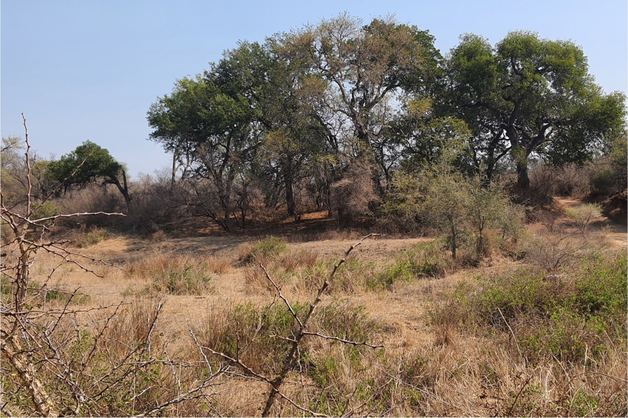3 Bedroom Property for Sale in Hoedspruit Limpopo