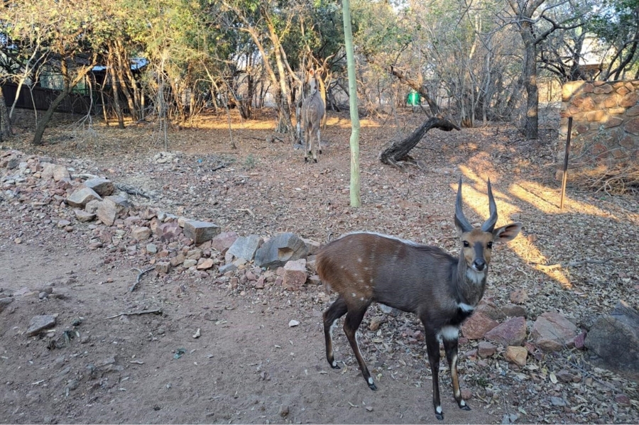 0 Bedroom Property for Sale in Leeupoort Limpopo