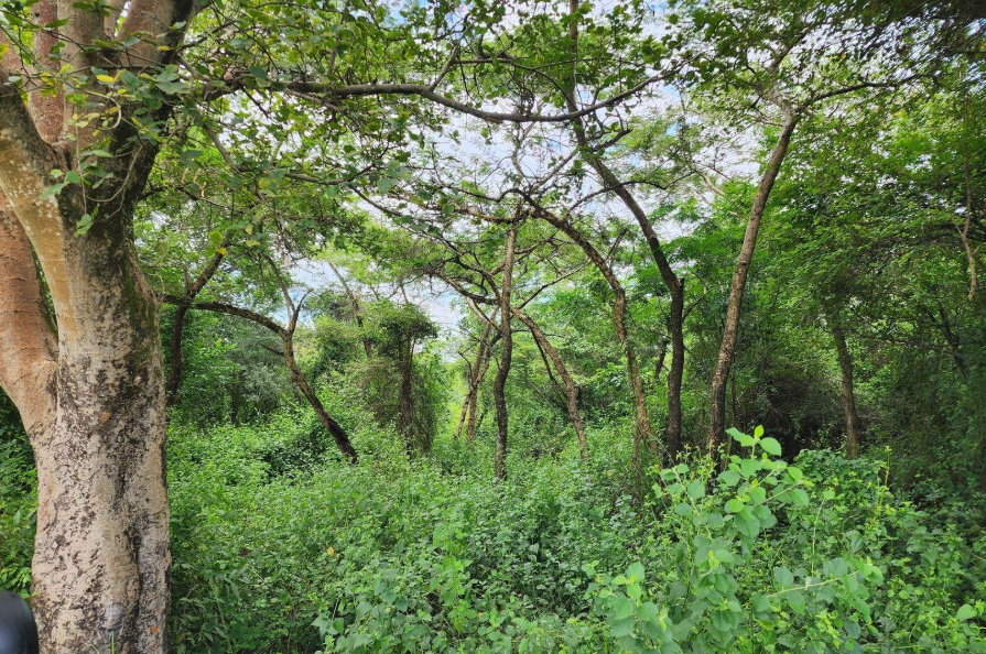 Commercial Property for Sale in Levubu Limpopo